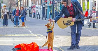Как уличный кот по имени Боб спас жизнь бедного музыканта и прославил его на весь мир