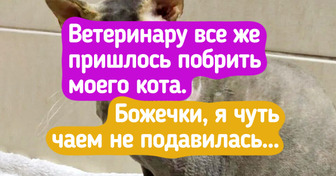 19 котов, которые каждый день выдают целый спектр эмоций