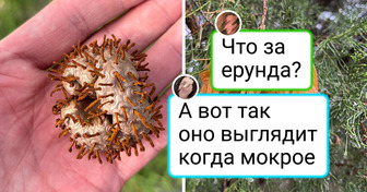 14 случаев, когда природа проявила себя с неожиданной стороны