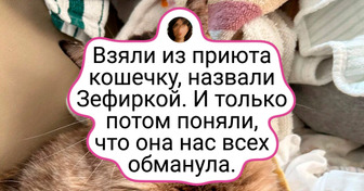20+ мурлык, которые нашли любящие руки и теперь живут без забот