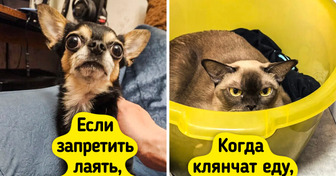 15+ хозяев домашних животных поделились открытиями, которые заводчики комментируют так: «Ну вы ж знали, кого берете»