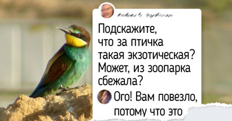 19 удивительных птиц, которых можно встретить на обычной прогулке — достаточно внимательно смотреть по сторонам