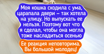 20 котов и собак, которые нырнули в осень с головой (и в лужу тоже)