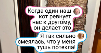 20+ доказательств, что коты заставят вас испытать все эмоции, хотите вы того или нет