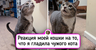 30+ домашних животных, которые легко могли бы получить «Оскар» за свои уморительные мордашки
