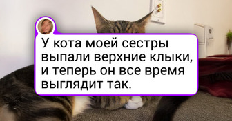 14 пушистиков, которые попали в кадр и создали настоящее произведение искусства