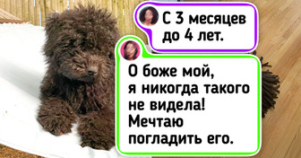 20 домашних любимцев, которые из крохотных малышей выросли в элегантных красавцев