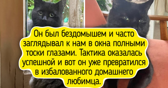 20 фото питомцев до и после того, как их забрали домой, и разница у них просто на мордочке написана