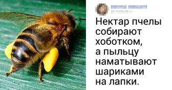 10+ полезных фактов о пчелах и меде, которыми поделилась жена пасечника