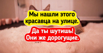 18 котиков, которым в пору работать супермоделями