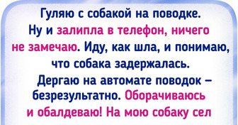 20+ раз, когда хозяева пошли просто выгулять питомца, а влипли в лихую историю