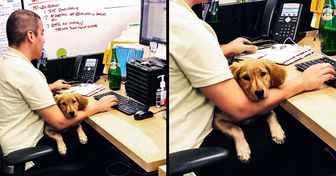 Сотрудники Amazon каждый день берут на работу своих собак. В компании им всегда рады, и дело тут не только в любви к животным