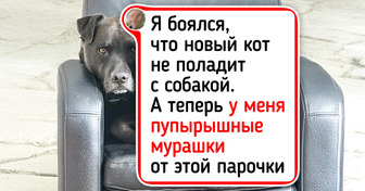20 доказательств того, что у каждого питомца есть свой лучший друг. И не всегда двуногий