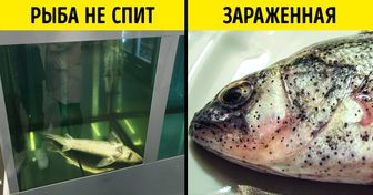 Как в магазине распознать рыбу, которую опасно есть