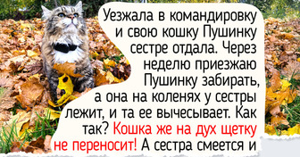 8 деталей ухода за питомцем осенью, о которых забывают обитатели городских квартир