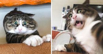17 фото котика с человеческими эмоциями (Сохраните себе на случай плохого настроения)