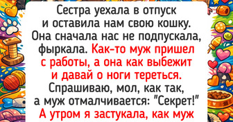 16 котов, которые точно знают, как заставить этот мир (и хозяев) крутиться вокруг них