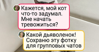 20+ котиков, которым любое баловство сходит с лапок