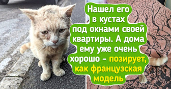 16 котов, чья харизма заставила людей приютить их без колебаний