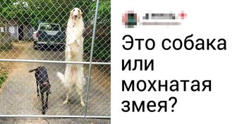 25 фотодоказательств того, что русская борзая — это все, что нужно для счастья в доме. Даже если вы не охотник