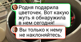 16 человек, которые просто хотели завести цветочек, а в итоге вырастили что-то из другой галактики