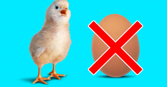 Во что превратится мир без куриных яиц?