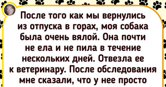 20+ ситуаций, которые поймут все счастливые обладатели пушистиков