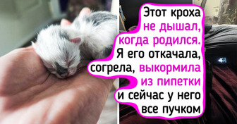 20+ крошечных котят, которые растопят сердце даже Снежной королевы