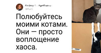 17 хозяев, которым одного котика или собачки было явно недостаточно