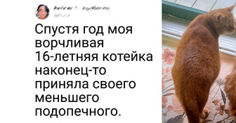 17 хозяев, которым одного котика или собачки было явно недостаточно