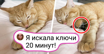 15+ мохнатых проказников, которых застукали на месте преступления