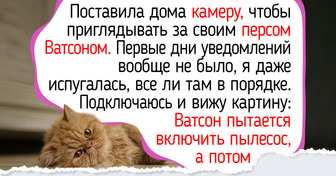 9 пород кошек, которые превратят ваш дом в островок спокойствия и уюта