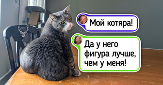 25+ котиков, которые устроили хозяевам такую Санта-Барбару, что хоть сериал снимай