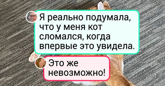 16 котиков, которые спят в таких позах, что у йогов бы спину свело
