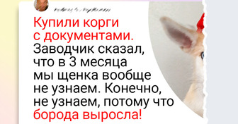 17 теплых историй о пушистых бунтарях, которые чихать хотели на наши ожидания