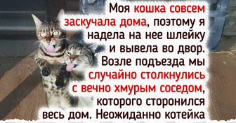 10 потребностей кошки, о которых забывают даже добрые хозяева