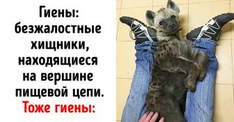 17 чемпионов по милоте, которые готовы посоперничать с котиками за 1-е место