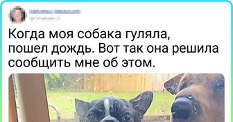 17 доказательств того, что животные по-разному реагируют на сырость за окном