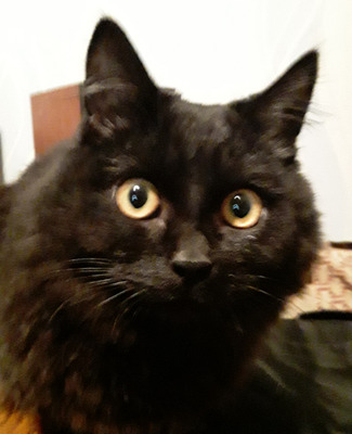 Комментарий с изображением на AdMe.Media