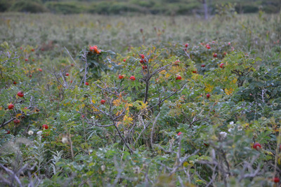 Комментарий с изображением на AdMe.Media