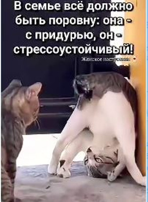 Комментарий с изображением на AdMe.Media