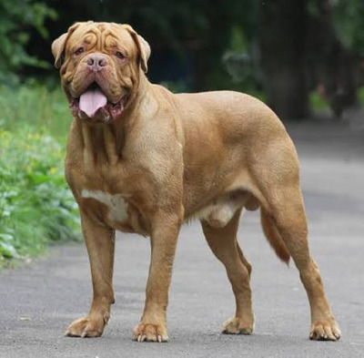 Комментарий с изображением на AdMe.Media