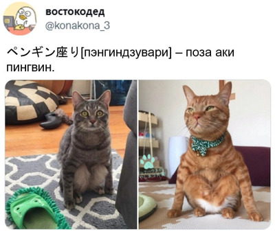 Комментарий с изображением на AdMe.Media