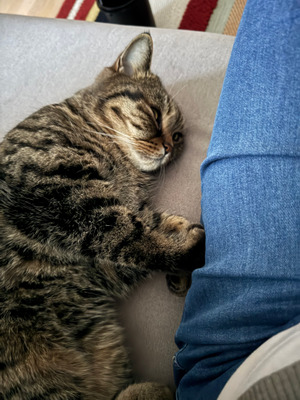 Комментарий с изображением на AdMe.Media