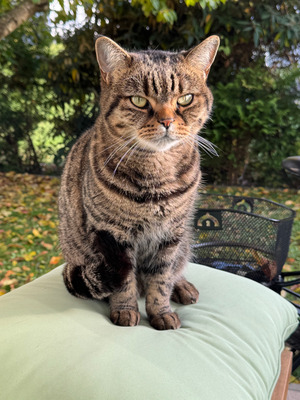 Комментарий с изображением на AdMe.Media