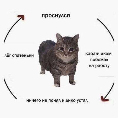 Комментарий с изображением на AdMe.Media