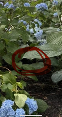 Комментарий с изображением на AdMe.Media