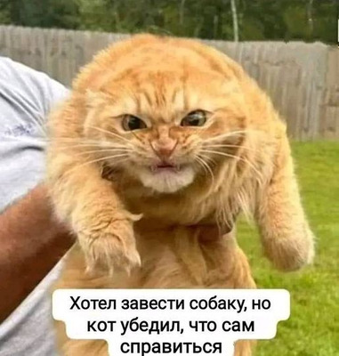 Комментарий с изображением на AdMe.Media