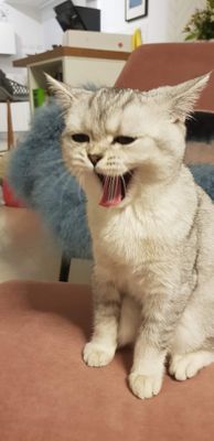 Комментарий с изображением на AdMe.Media