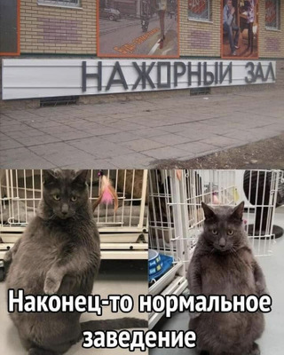 Комментарий с изображением на AdMe.Media